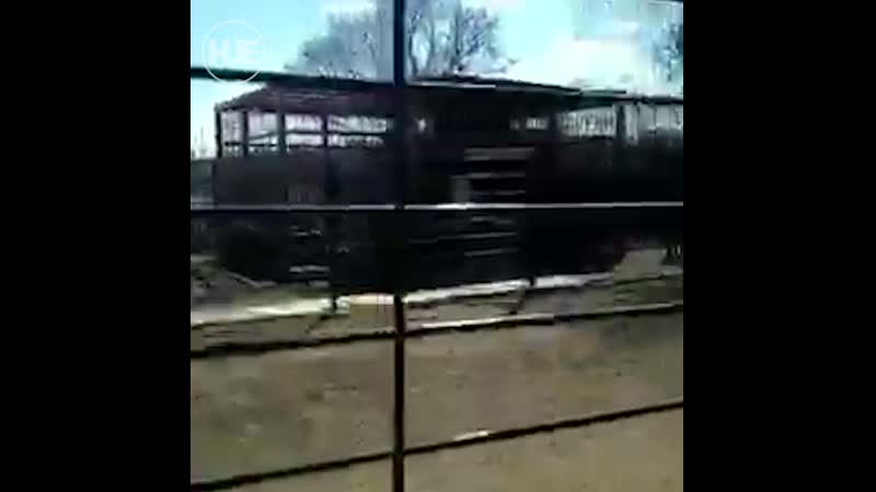 В благовещенске медведь напал на девушку, которая кормила его сквозь клетку