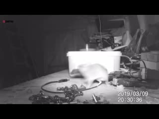 House proud mouse caught on camera tidying garden shed swns tv