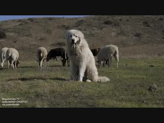 In 1675 great pyrenees were adopted as the royal dog of france having a precocious sense of smell and exceptionally keen eyesig