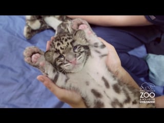 Comfy cute clouded leopard cub