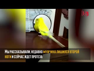 Радихан азизов обучил своего попугайчика песням и танцам