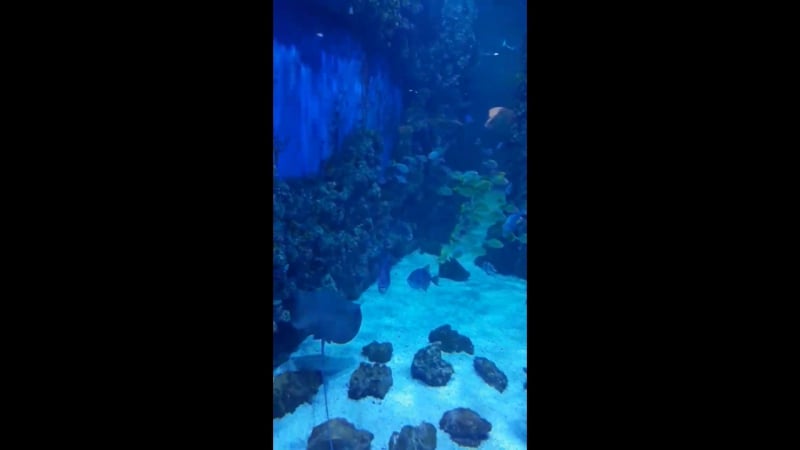 Океанариум новый год