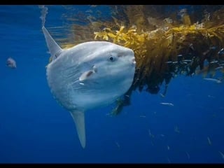 Проект 27 самые необычные обитатели мирового океана тверской ржев сош5