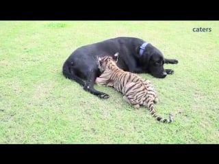 Adorable abandoned tiger cub adopted by labrador