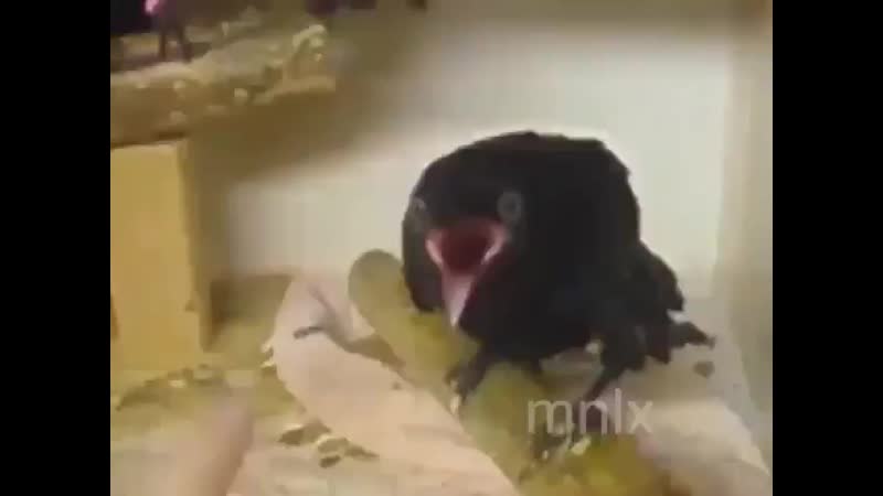 Ворона и палец