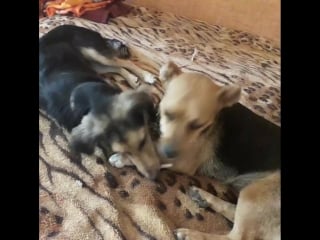 Скука взяла свое алиса развлекается перед отъездом