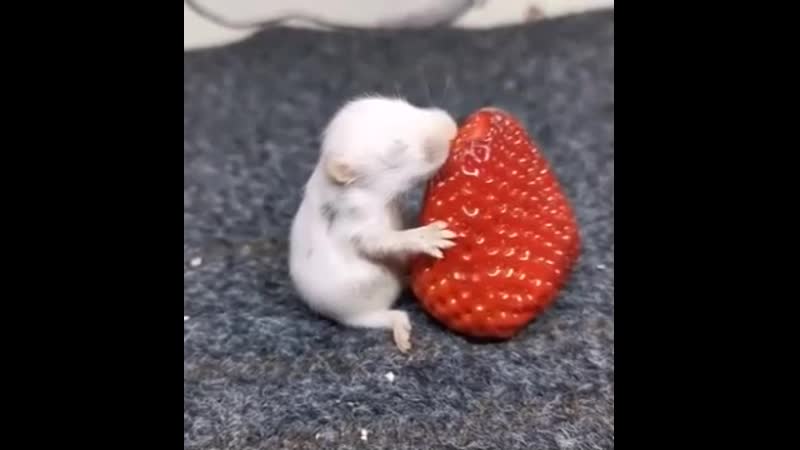 Хомячок кушает клубничку так аппетитненько