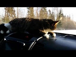 #кошкабориска i iove cruising