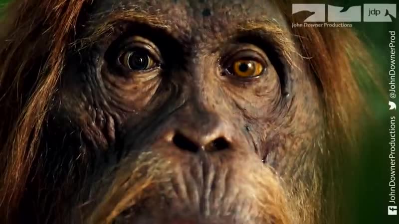 Robotic spy orangutan meets real orangutans for the first time