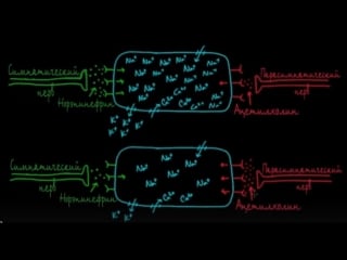 Изменение частоты сердцебиения – хронотропный эффект