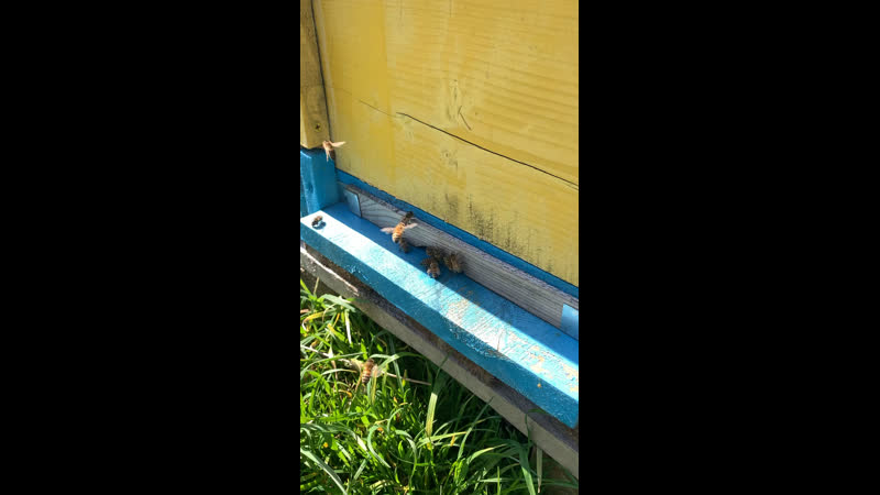 Пчёлы работают