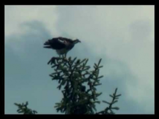 Osprey attacks on white tailed eagle скопа и орлан белохвост