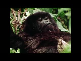 Dian fossey narrates her life with gorillas in this vintage footage national g