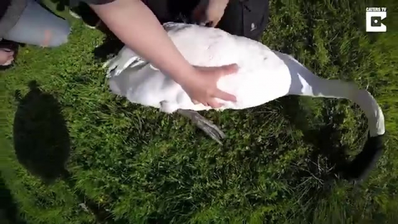 Спасатель прыгнул в пруд, чтобы спасти лебедя, в лапу которого вонзился рыболовный крючок