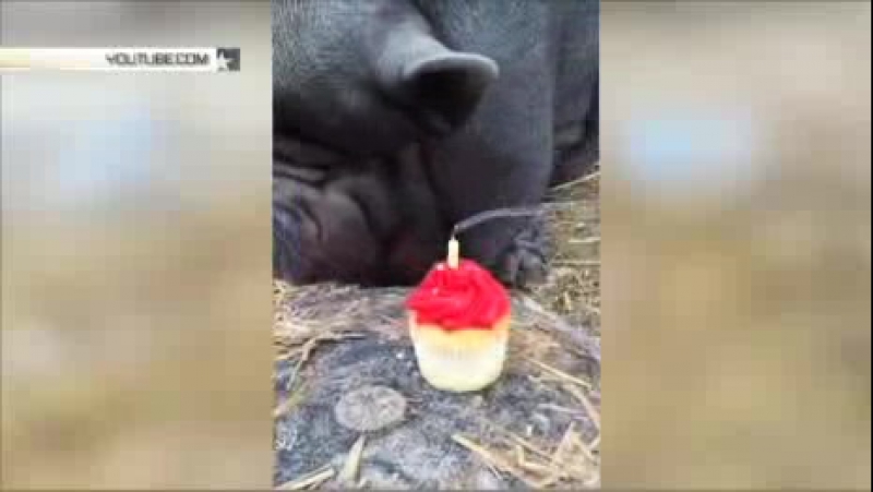 Свинья именинница задула свечку на праздничном торте