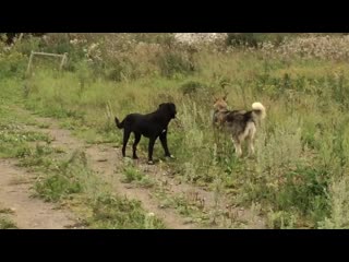 Николь и мила подружки навек