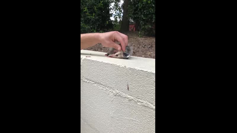 Забавный опоссум