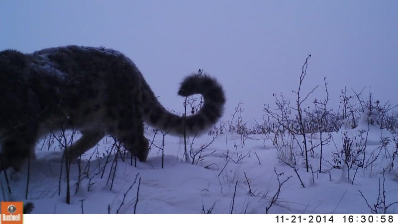 Ирбис, снятый на фотоловушку