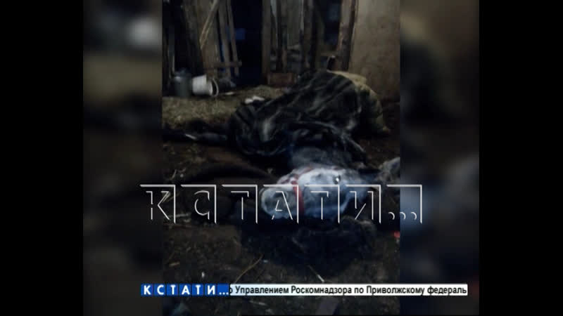 Частная конюшня в дзержинске зарабатывает на лошадях смертниках