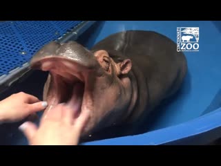 Baby hippo fiona gets a dental check cincinnati porn