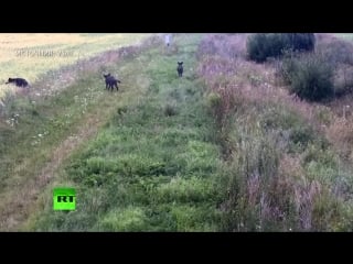 Спецопеация белорусских кабанов по проникновению через литовскую границу )