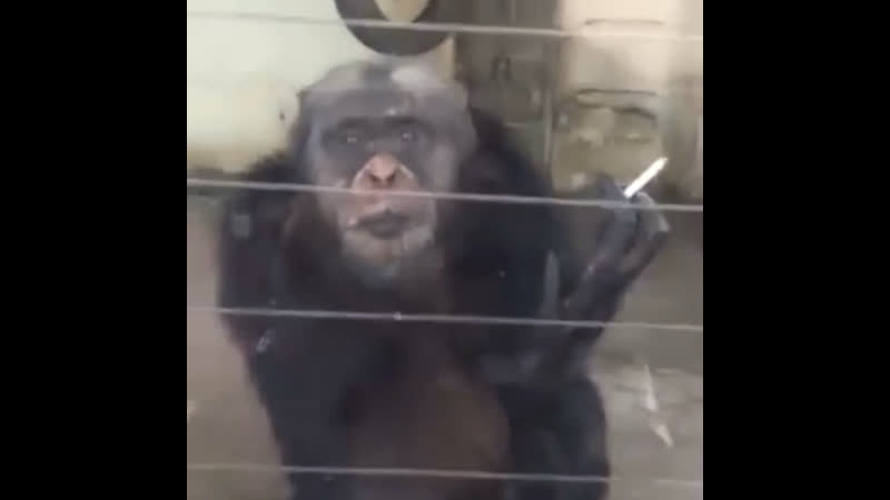 Mister monkey memes