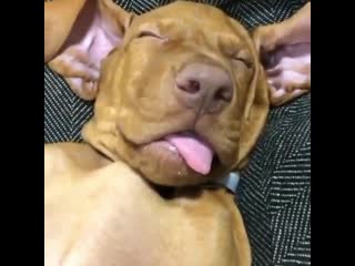 Не будите во мне зверя!