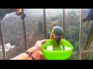 This woman provides drinking water to thirsty macaws