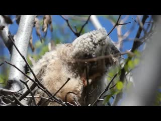 Ушастый совёнок (long eared owl)