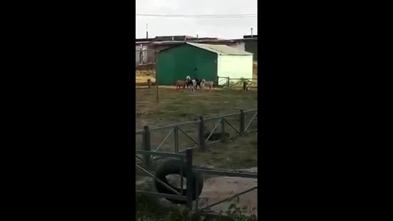 Рузаеа химмаш, бродячие молодые