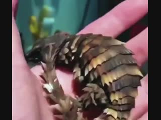 Armadillo girdled lizard looks like a real life pokmon