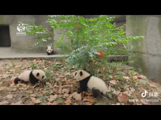 Pandas at the porn