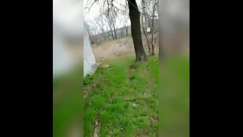 Гадюки на объекте ржд (vhs video)