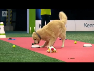 Hilarious golden retriever really wants to race but first things first