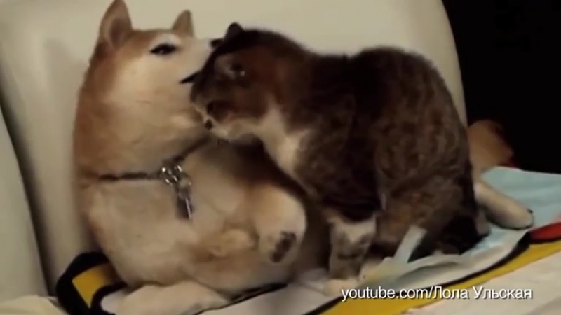 Молодые предлагают дружбу кошкам