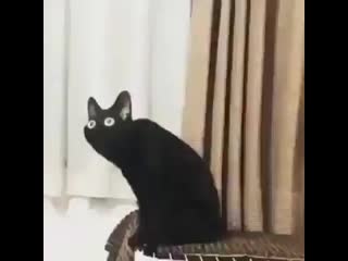 'distorted black cat mp4