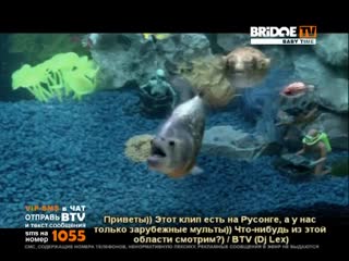 Bridge tv baby time the chemical brothers salmon dance 2007