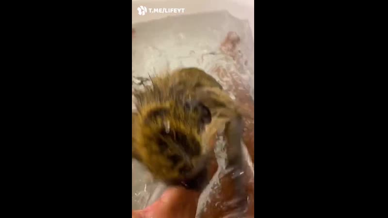 Это даже круче, чем ванна с резиновыми уточками!