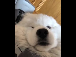 Woof mp4