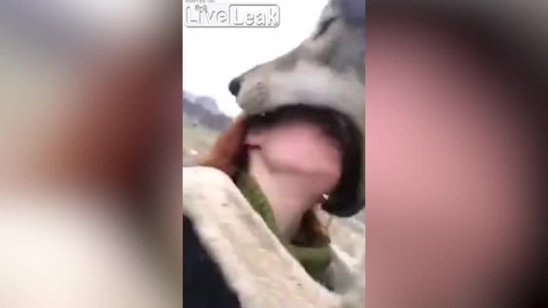 Шокирующее видео волк полностью заглотил голову девушки (18+)