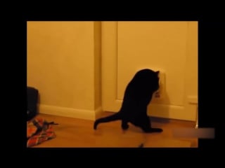 Top cats vs cucumbers 🔴 funny cat videos compilation gatos vs pepinos vídeo