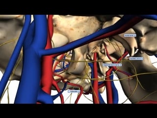 Foramina of the skull and structures that pass through anatomy tutorial part 2