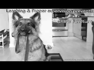 How to raise a well behaved puppy! (must see)