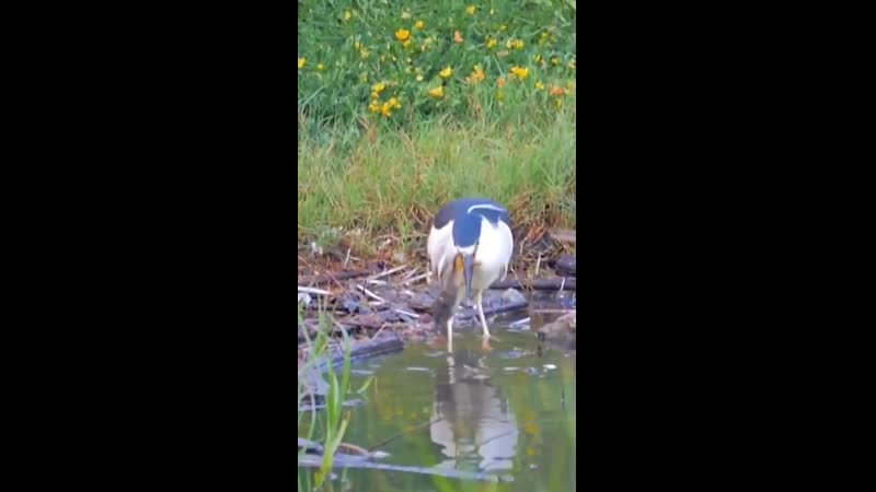 Цапля проглотила утёнка