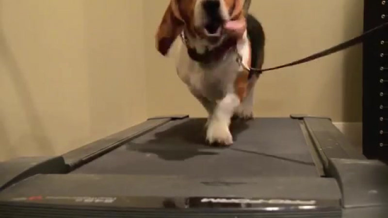 Basset hound sexy and i know it lmfao
