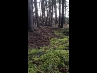 Лес дышит полной грудью