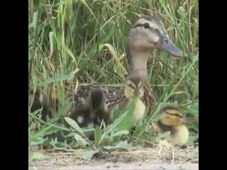 Ellen feldman hope this makes you smile mp4