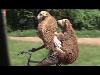 Ethiopian shepard carries two sheep on bicyle