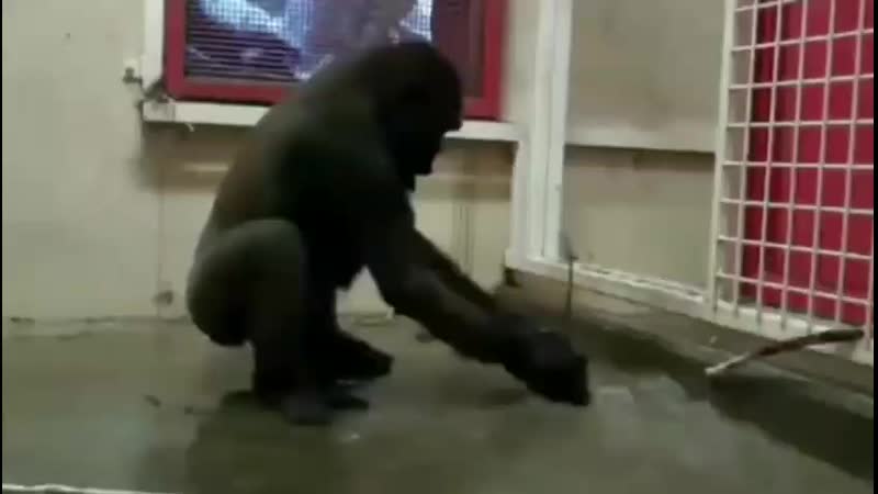 Обезьяна флексит под моргенштерна