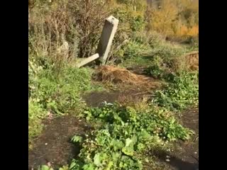 Брошенная в лесу мамочка с щенками